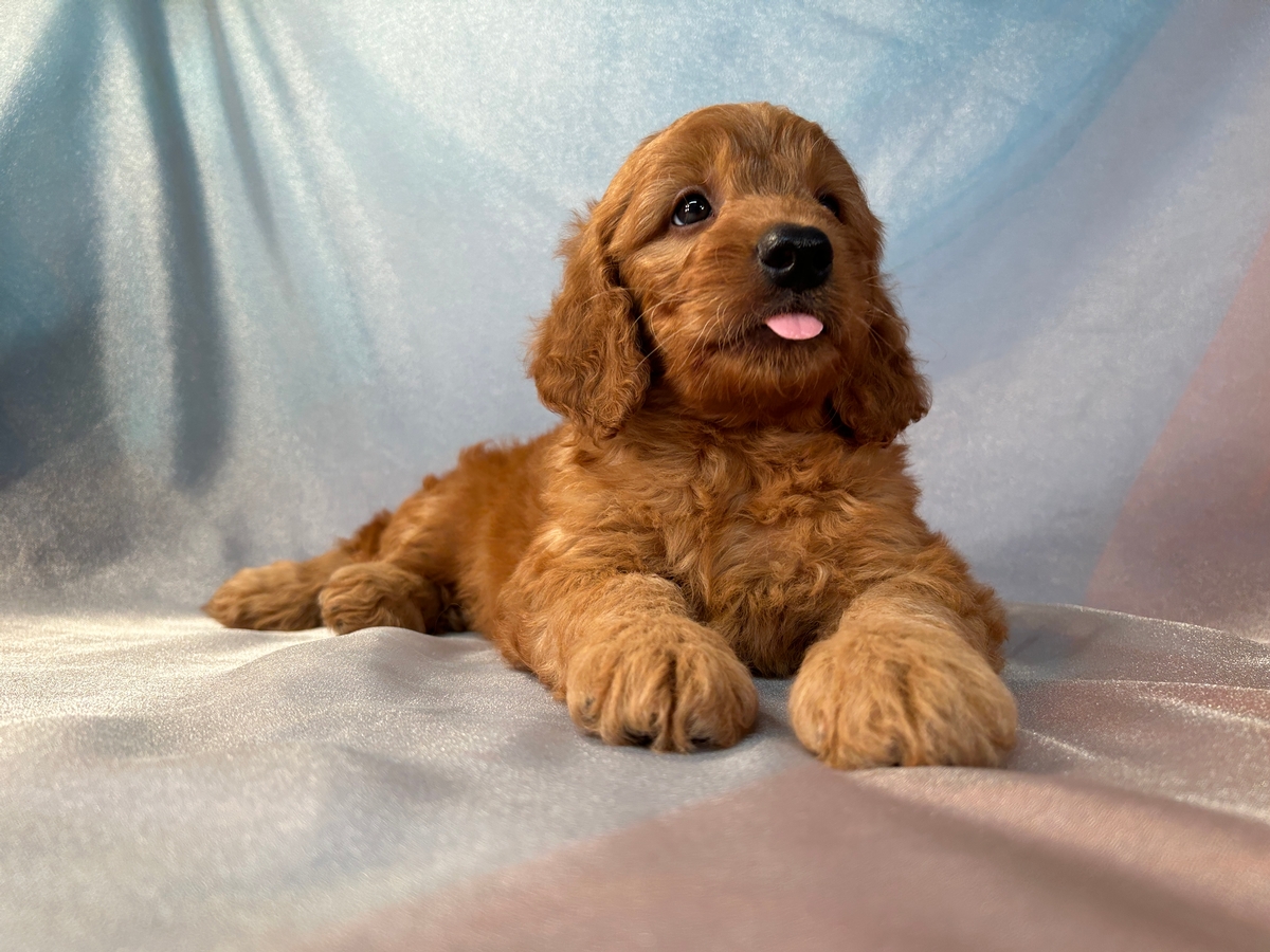 Male Mini Goldendoodle F1b Pup for Sale DOB 5-19-2023 $1000